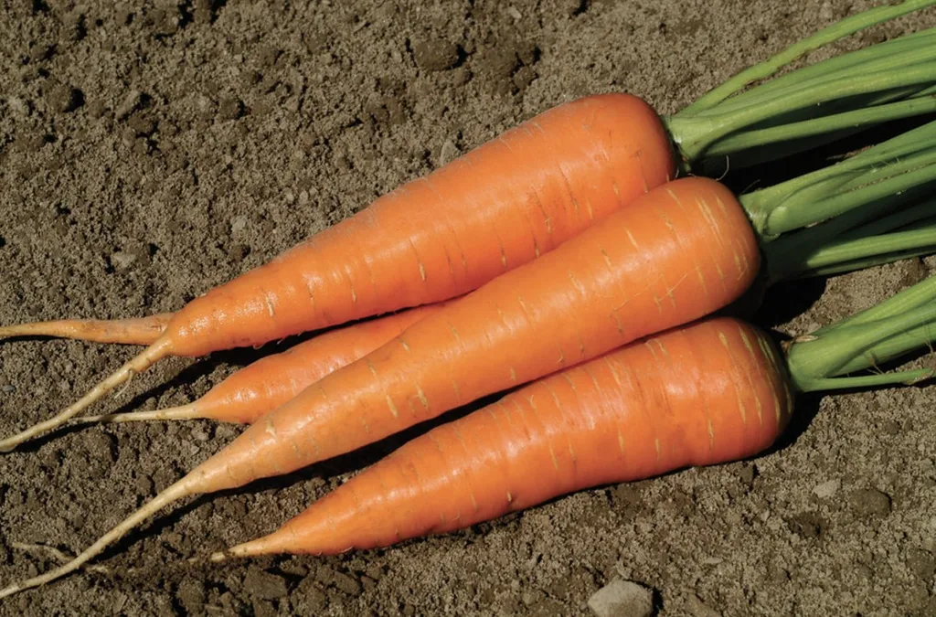 морковь Хорошего качества без болезней в Нижнем Новгороде и Нижегородской области
