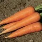 морковь Хорошего качества без болезней в Нижнем Новгороде и Нижегородской области