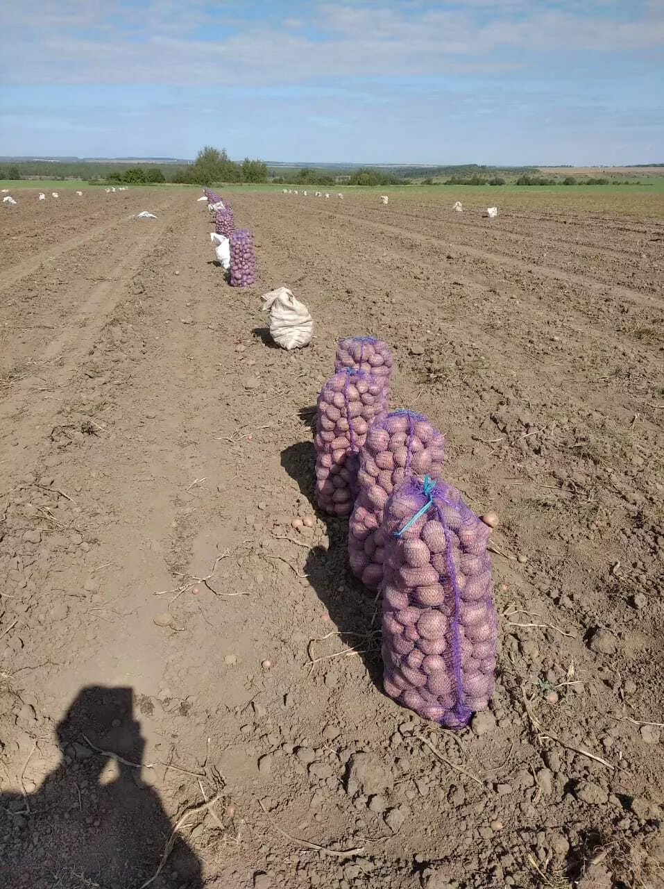 картофель крупный свежий в Нижнем Новгороде и Нижегородской области 2