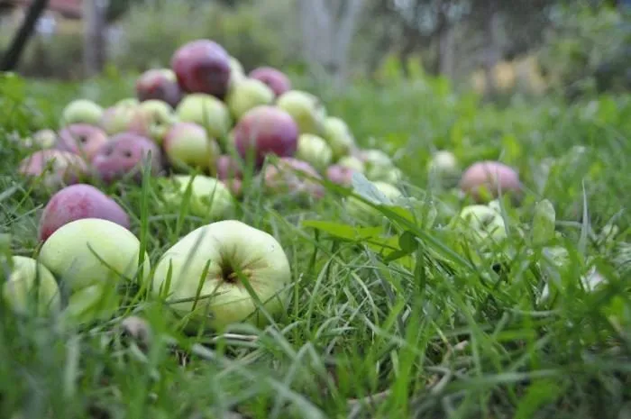 яблоки на переработку в Чувашии в Нижнем Новгороде