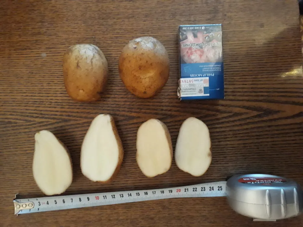 картофель Янка 5+ белый сорт в Нижнем Новгороде 2
