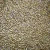 пшеница фуражная от производителя в Арзамасе