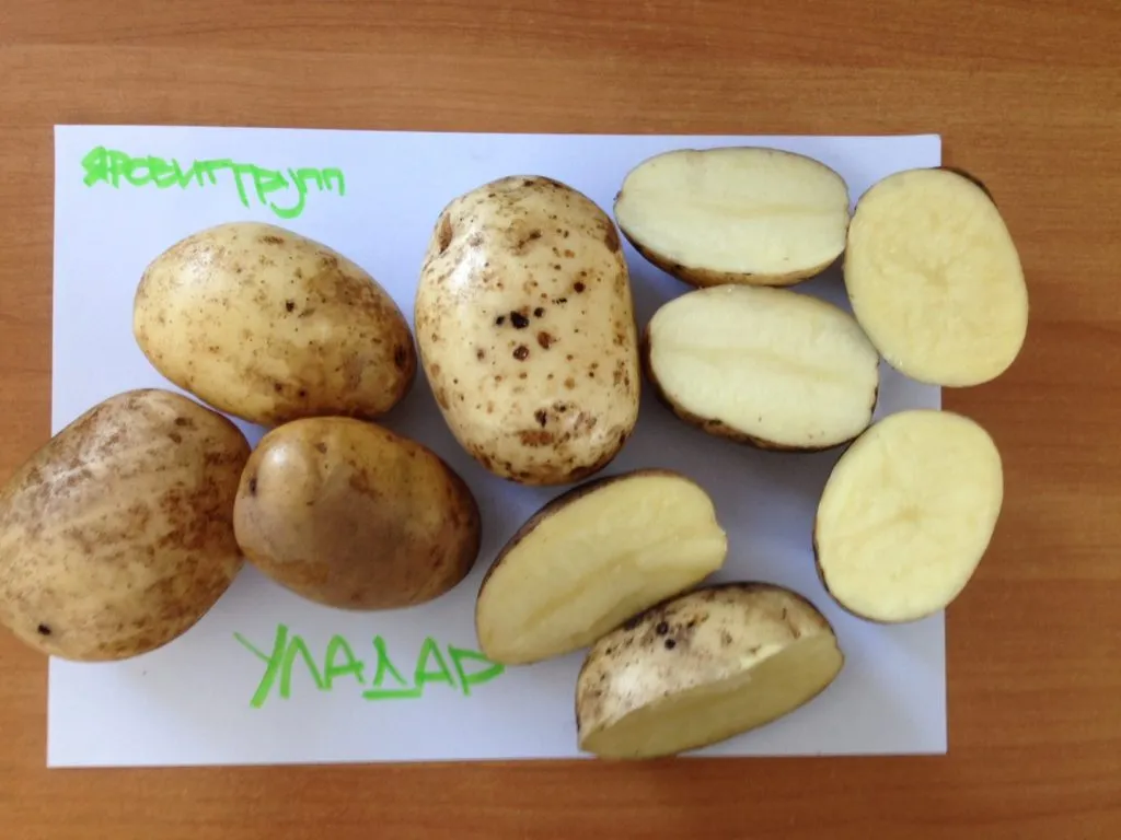 картофель оптом в Нижнем Новгороде 3