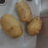 картофель крупный в Нижнем Новгороде