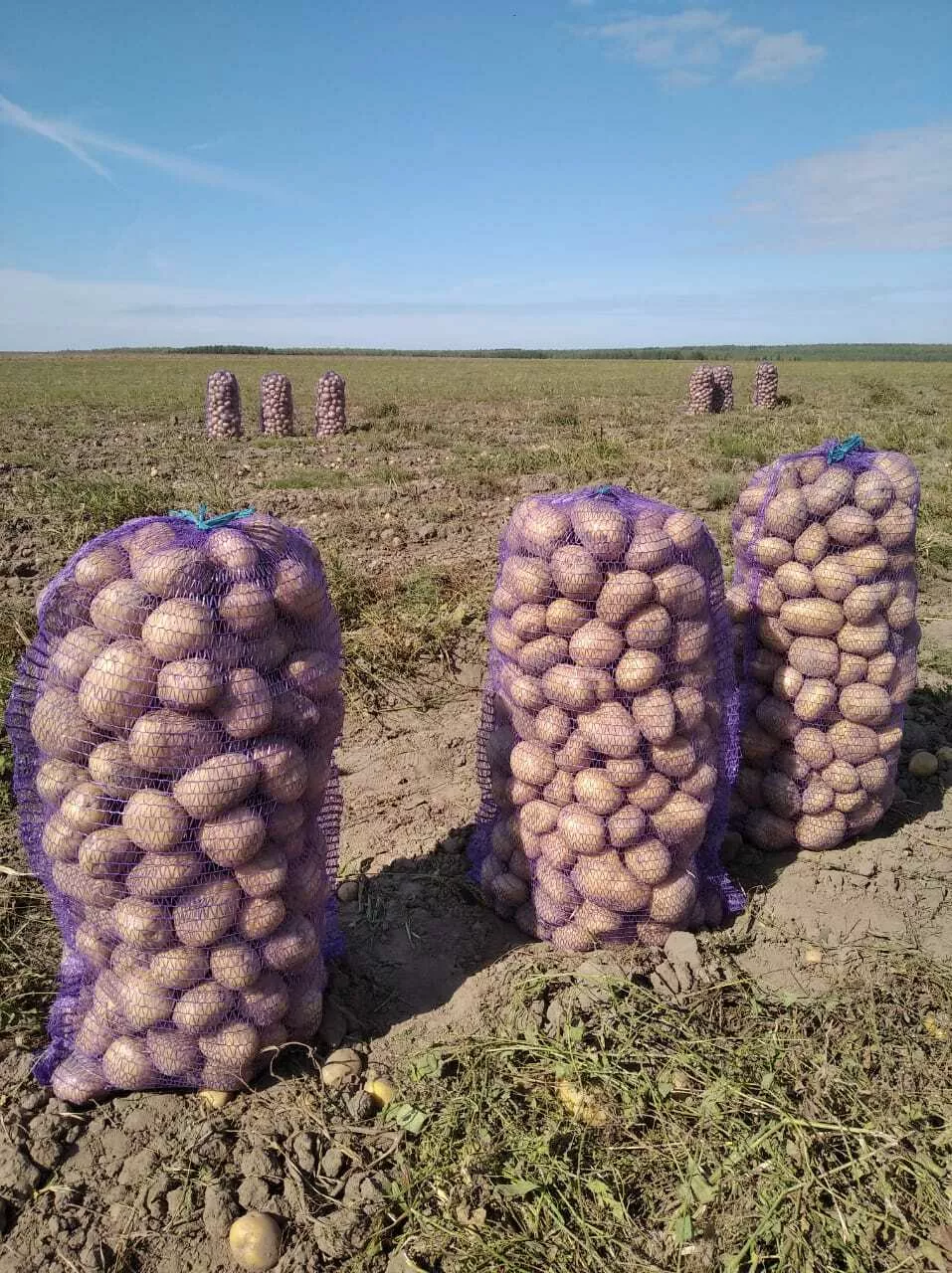 картофель крупный свежий в Нижнем Новгороде и Нижегородской области