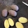 картофель оптом Розара производитель в Нижнем Новгороде 4